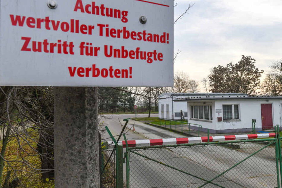 Schweinehalter sorgen vor: Zäune halten Wildschweine ab.