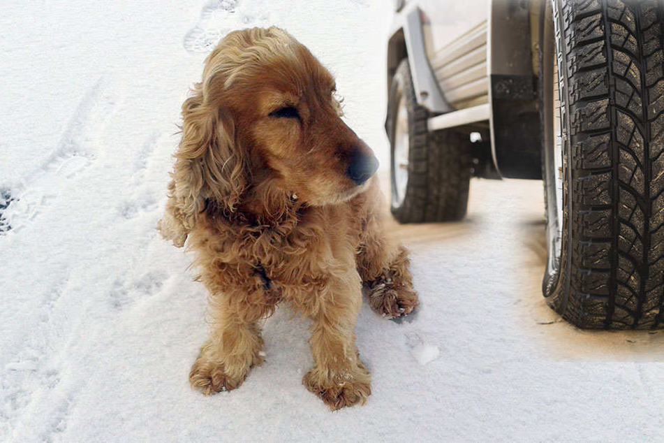 Der Hund wurde von einem Auto erfasst. (Symbolbild)