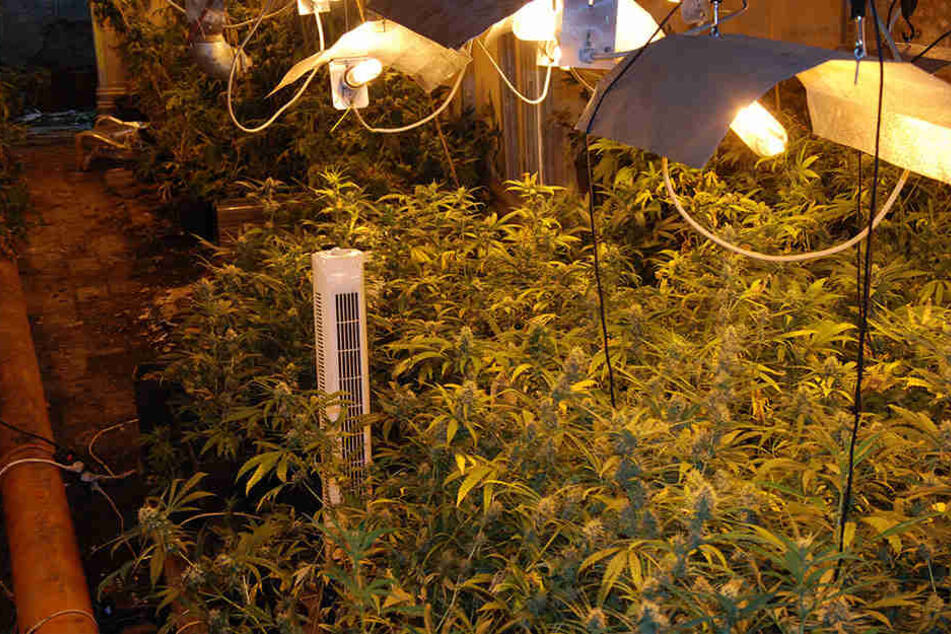 Die Ermittler trauten ihren Augen nicht. Im Keller des Amtsgericht hatten zwei Drogenhändler eine riesige Plantage angelegt.