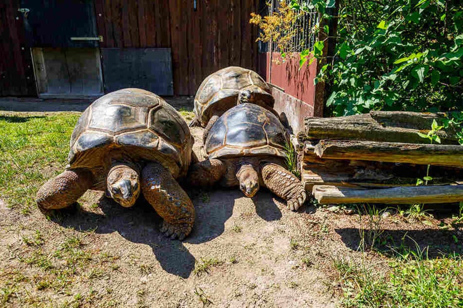 Aus glücklichen Zeiten im Mai 2018: Die Hugo-Schildkröten bezogen ihr Sommerquartier im Dresdner Zoo.