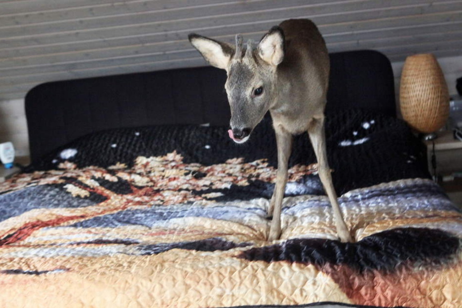 Aus dem halb verhungerten Rehkitz "Bambi" ist mittlerweile ein stattlicher Rehbock geworden.