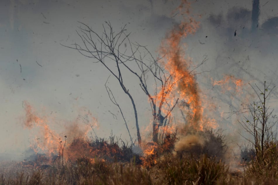 Das Feuer frisst sich durch den vertrockneten Wald.