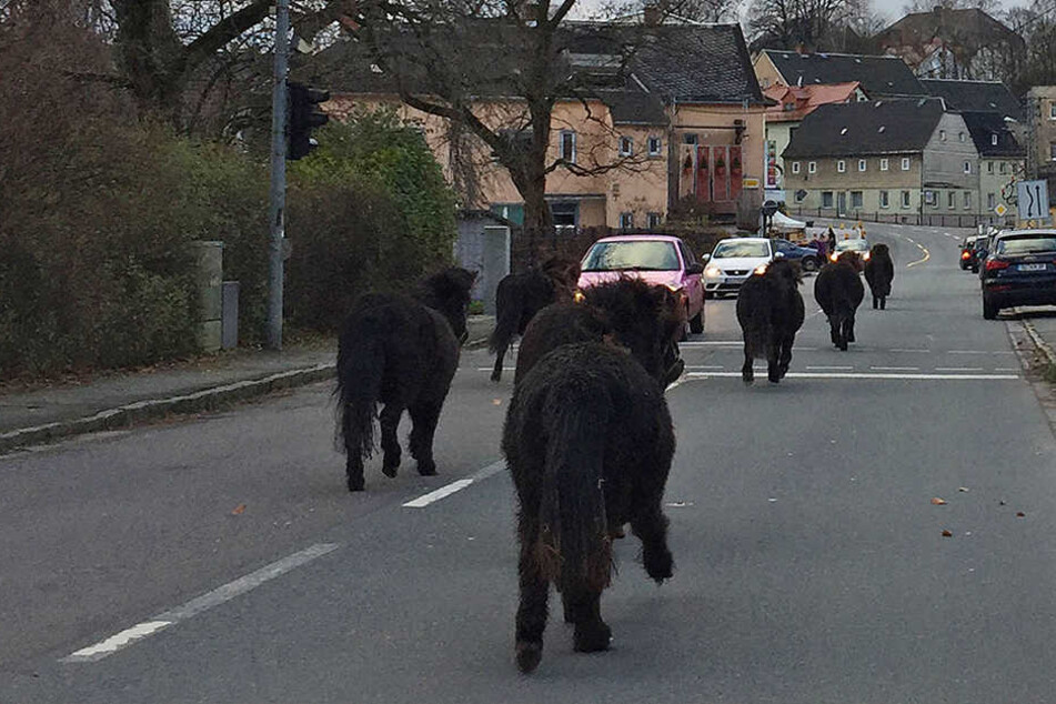 Der Ponys waren unter anderem auf der Straße der Einheit in Wüstenbrand unterwegs.