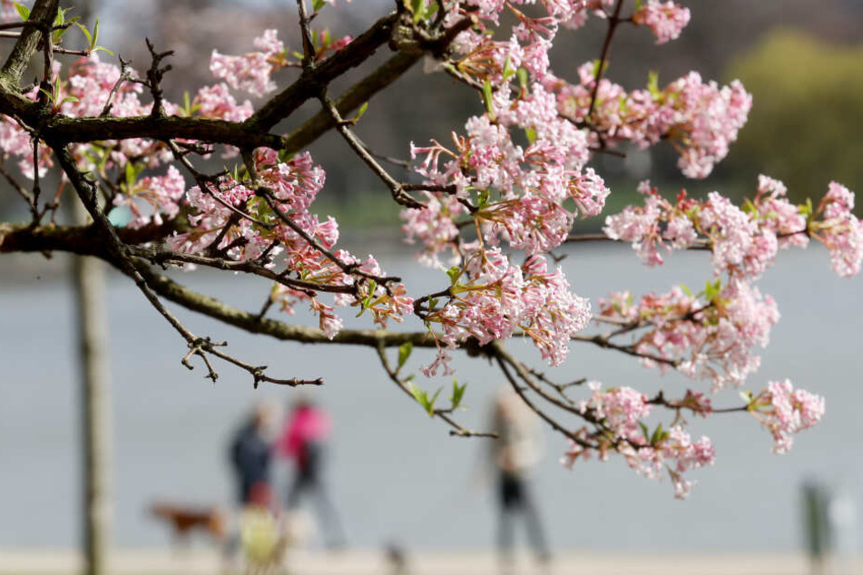 Die ersten Blüten haben sich in NRW bereits geöffnet.