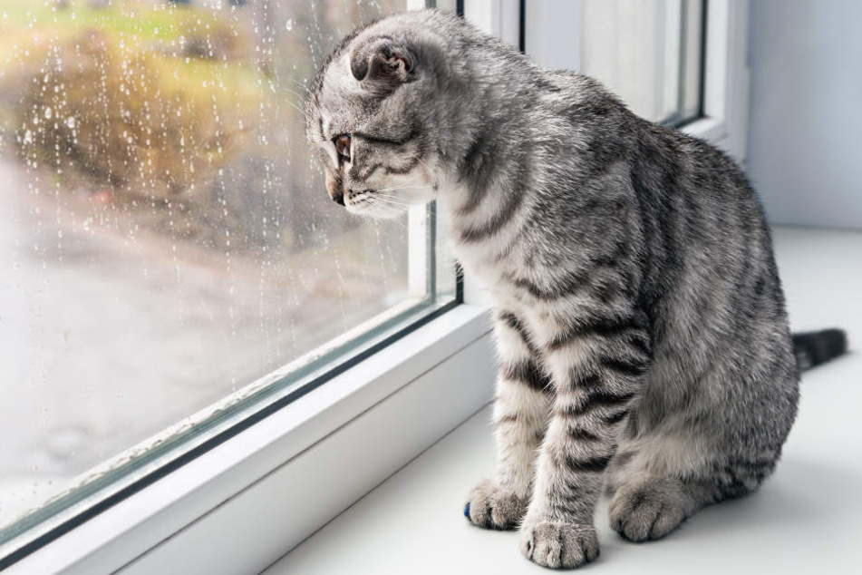 Der Sprung einer Katze löste einen Polizeieinsatz in Alsdorf aus (Symbolbild)