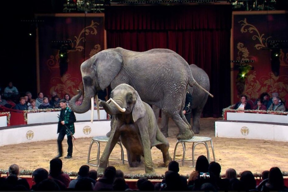 Ein Thema, das die Geister spaltet: Für viele Menschen sind Tiere ein integraler Bestandteil des Zoos.
