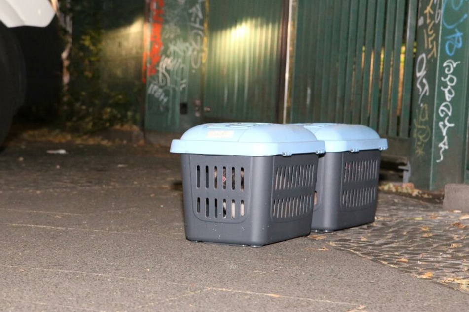 Die Einsatzkräfte konnten einen Hasen und zwei Katzen vor dem Brand retten.