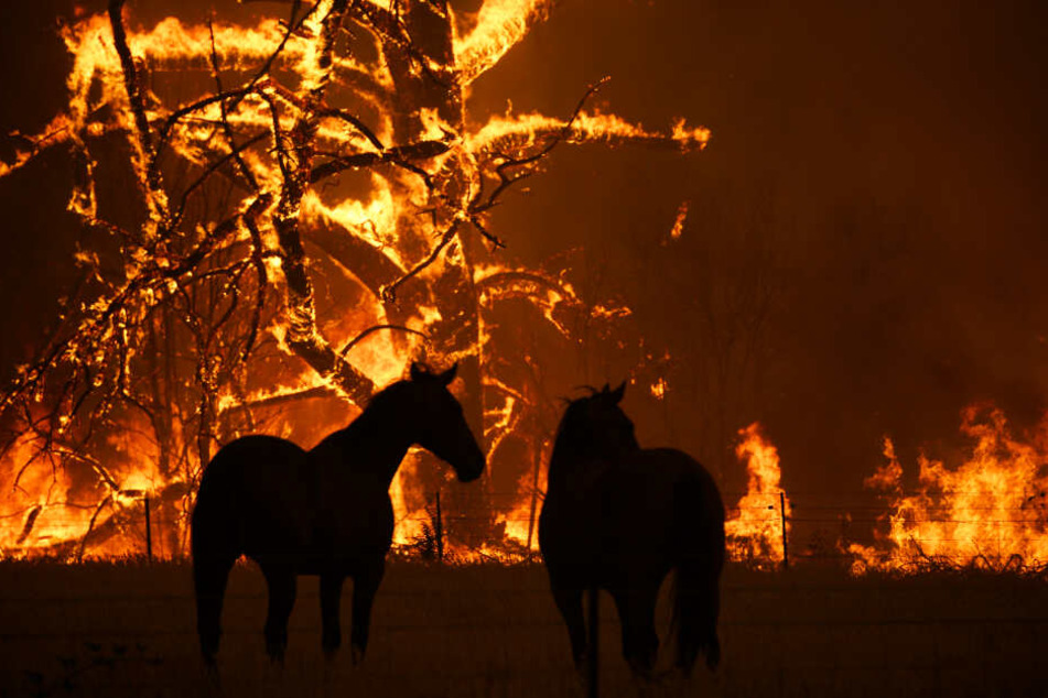 Zwei Pferde stehen vor gewaltigen Waldbränden. Die Feuer halten Australien noch immer in Atem.