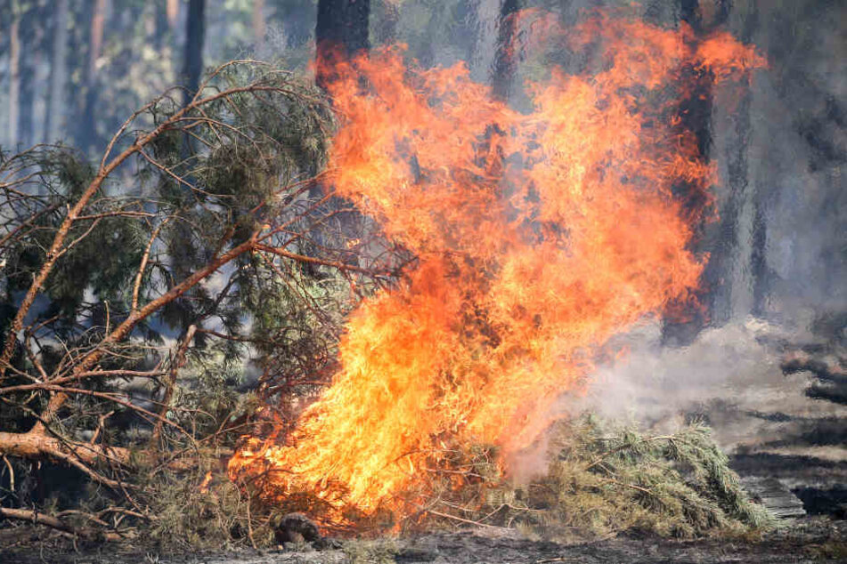 Aufgrund der Trockenheit gibt es derzeit im Kölner Stadtgebiet eine hohe Waldbrandgefahr (Symbolbild).