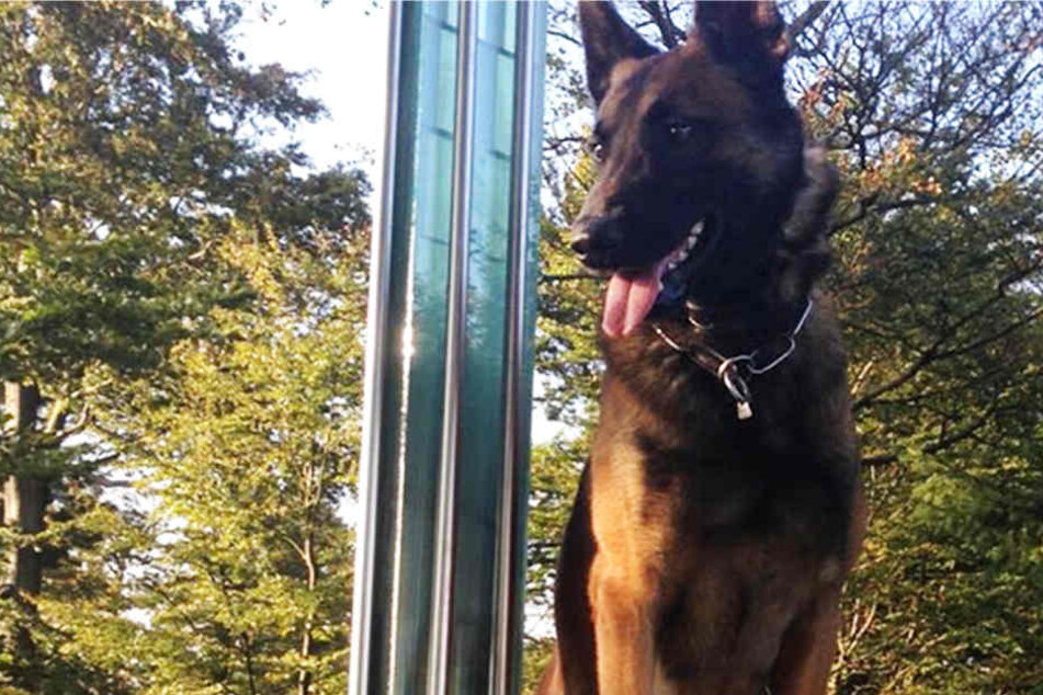 Polizeihund Gero ist für das Polizeipräsidium Unterfranken im Einsatz.