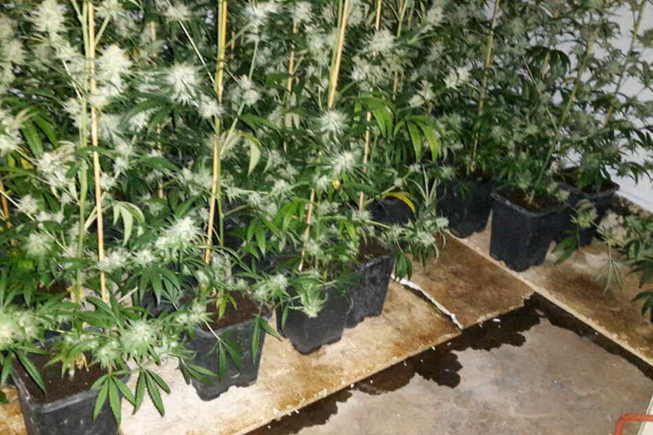 Ganze 250 Cannabis-Pflanzen haben Polizeibeamte in einer Grevenbroicher Wohnung sichergestellt.