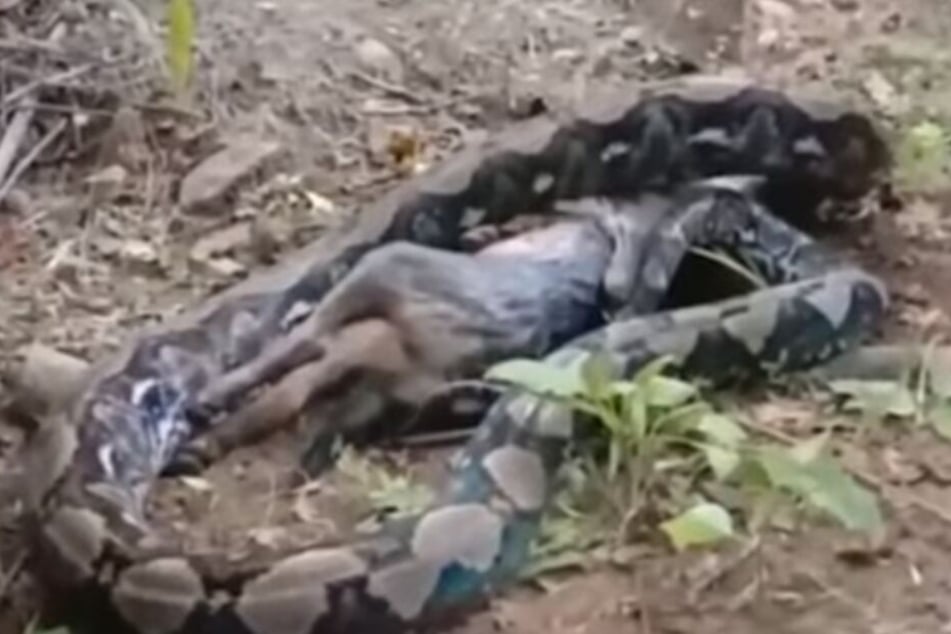 Die riesige Python würft den Hund Toob wieder hoch.