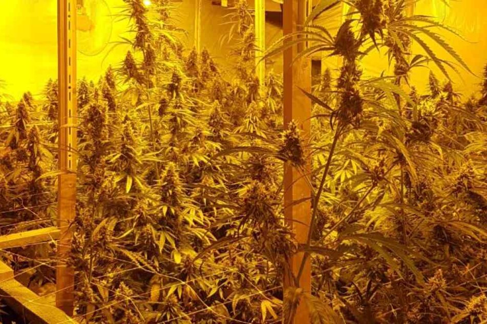 Mehrere hundert Marihuana-Pflanzen konnte die Polizei sicherstellen.