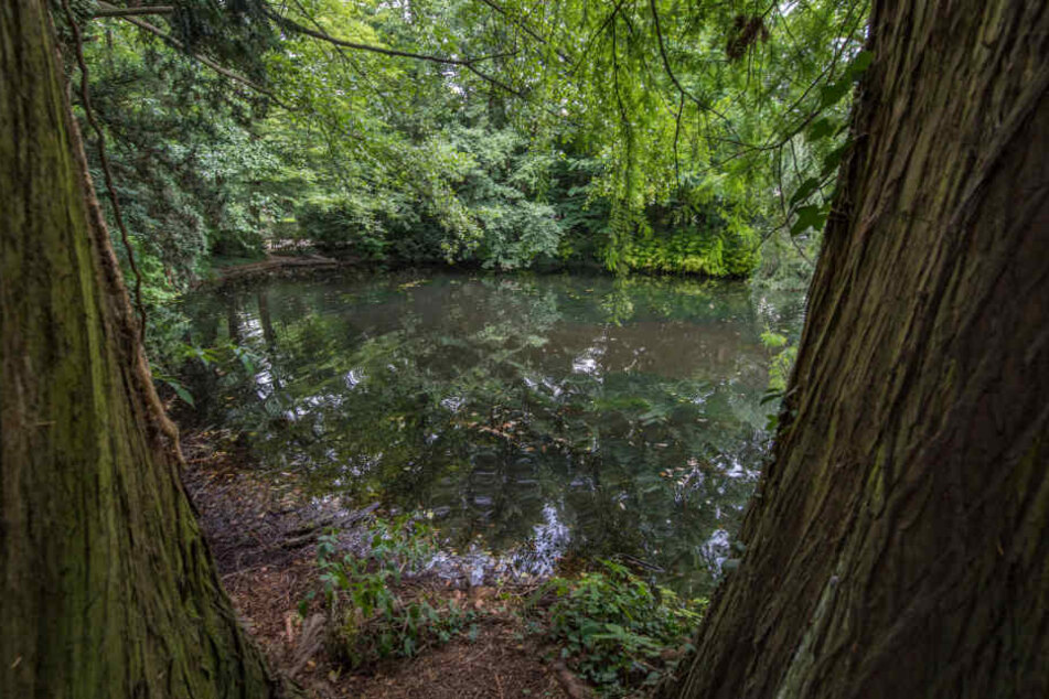 In diesem Weiher soll sich das schätzungsweise rund 1,50 Meter lange Tier aufhalten.