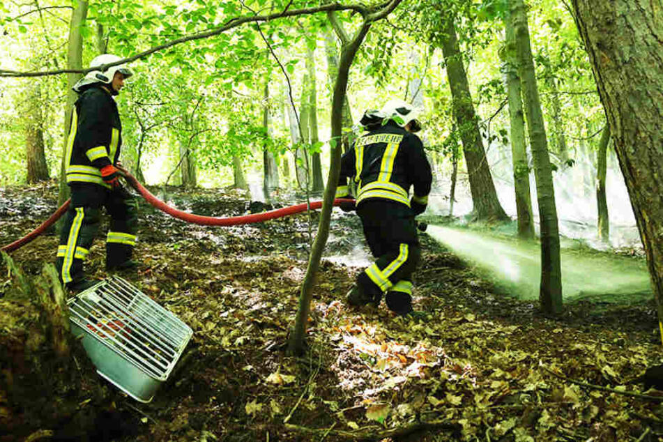 In einem Waldstück neben der B6 bei Meißen ist am Samstagvormittag ein Waldbodenbrand ausgebrochen.