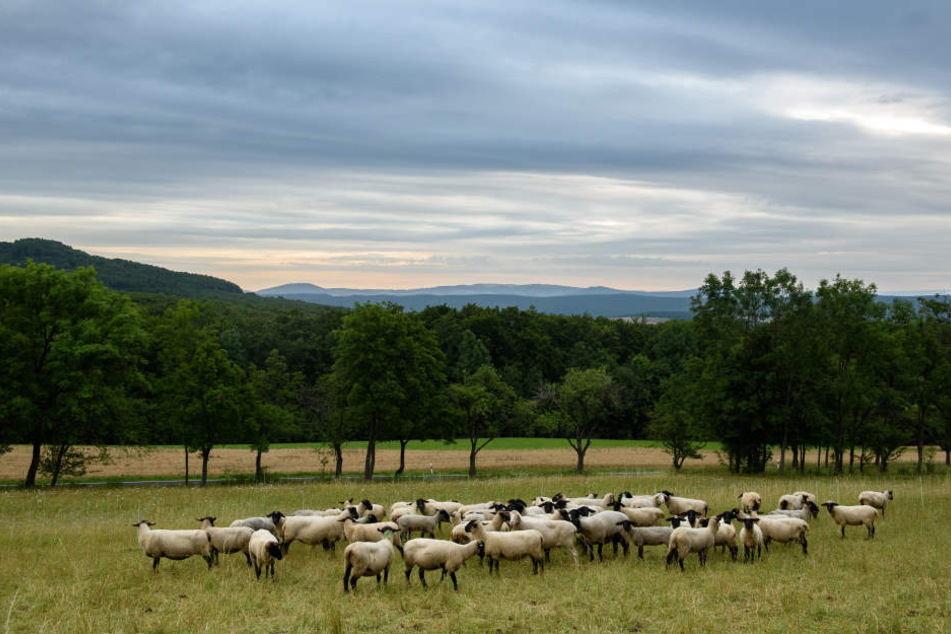 Schon bald könnte die Rhön zum dritten bayerischen Nationalpark gewählt werden.