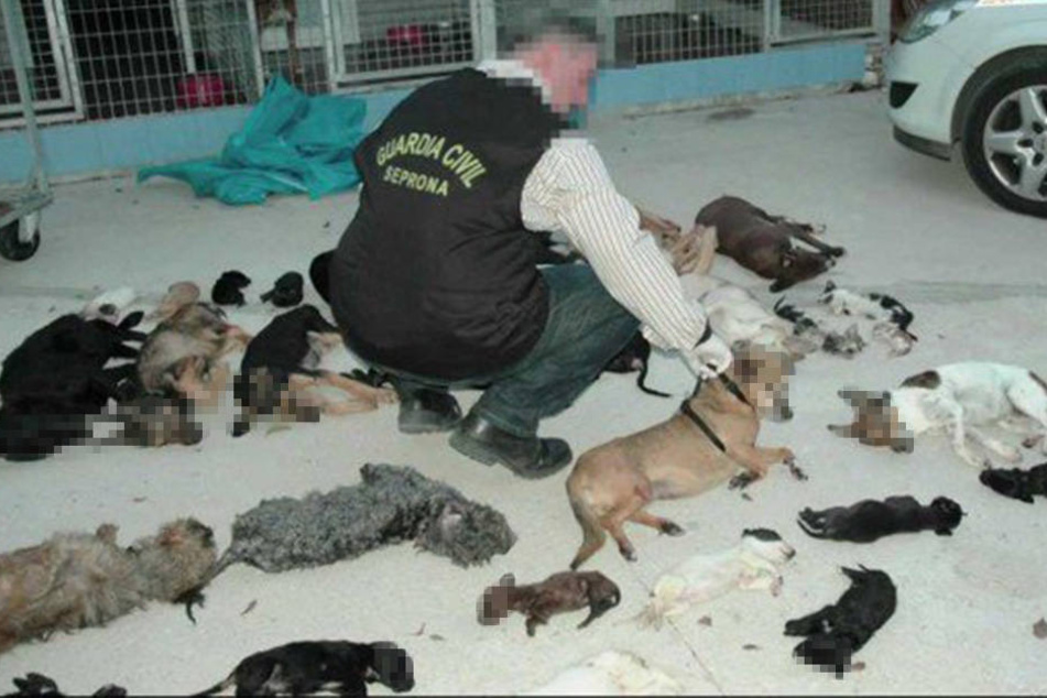 Geldnot TierheimChefin tötet 2000 Katzen und Hunde auf grausame Weise