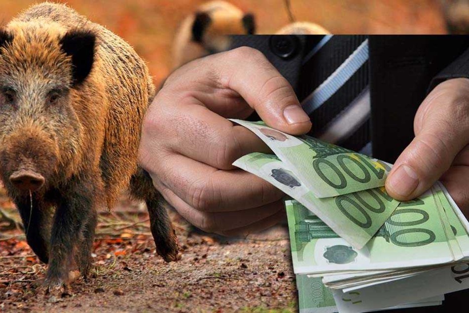 Nicht täuschen lassen: Ein "Schweinegeld" machen die Jäger mit der
Abschussprämie für Wildschweine sicher nicht.