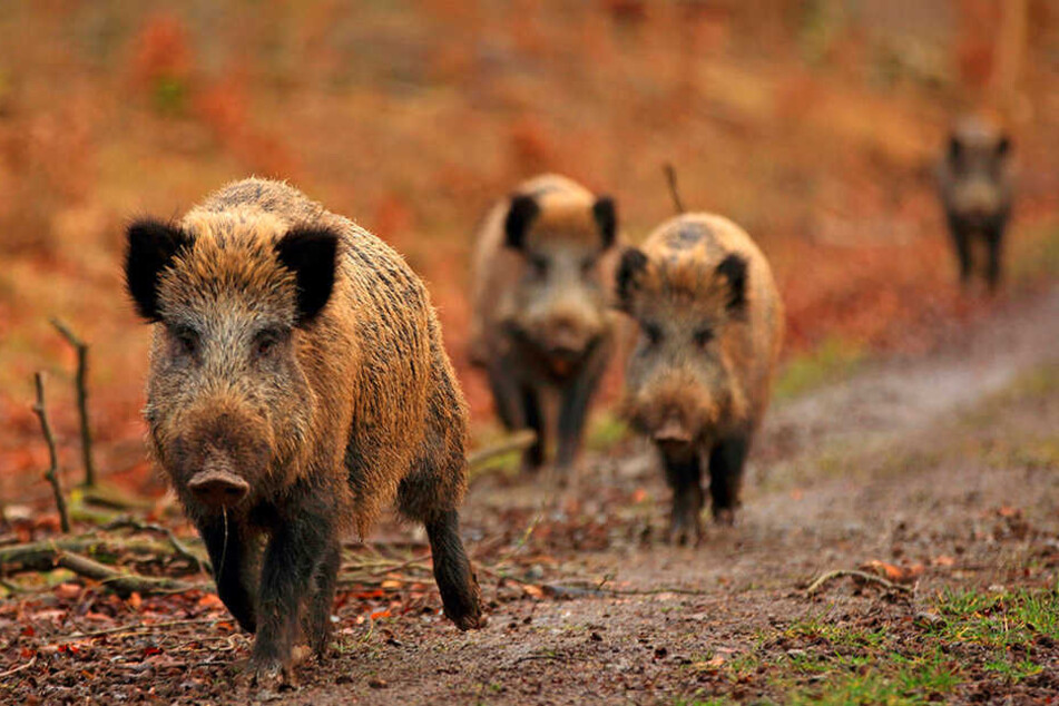 Wildschweine sind schlau und darum sehr anpassungsfähig.