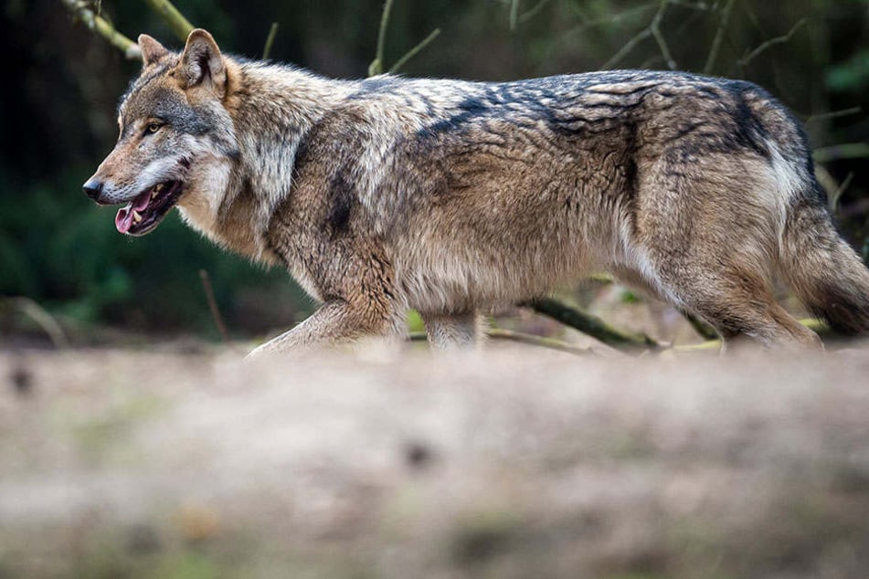 Die Renaissance des Wolfs in Deutschland hat sein Für und Wider.