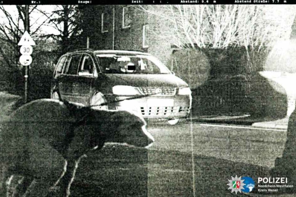 Als der Blitze auslöste, erledigte der Hund gerade ein wichtiges Geschäft.