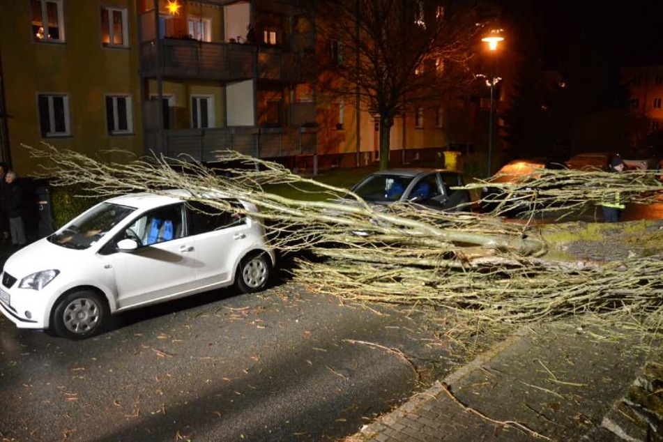 In der Nacht zu Freitag hielt eine Pappel dem Sturm in Görlitz nicht stand und krachte auf zwei Autos.