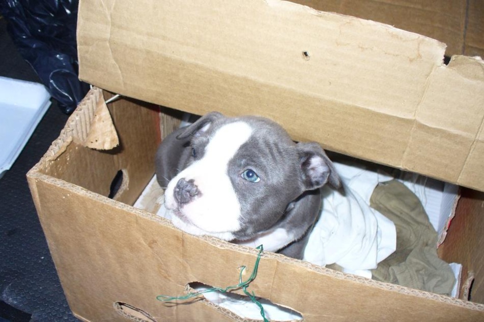 Ziemlich süß, leider aber illegal: Bei einer Kontrolle finden Beamte einen sieben Wochen alten Staffordshire Terrier.