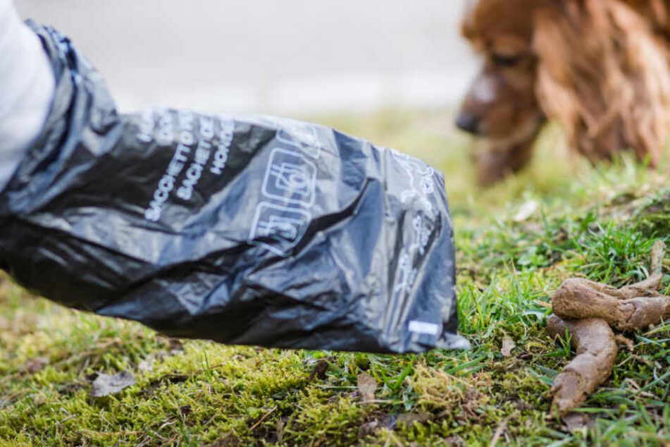 Eine Hundehalter greift mit einer Kot-Tüte nach dem Haufen seines Vierbeiners.