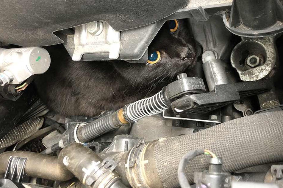 Da ging nichts mehr vor oder zurück: Der Kater steckte im Motorblock fest.
