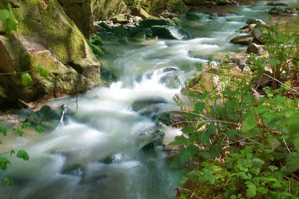 Blick in das Brausetal, ein Nebental der Zwickauer Mulde bei Rochsburg.