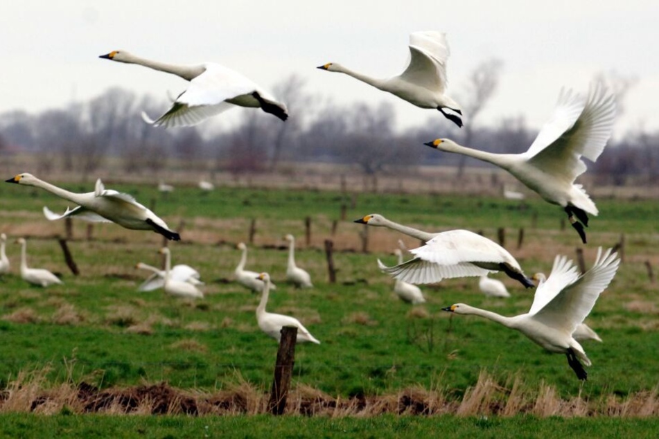 Tausende nordische Zwergschwäne sind derzeit zu Besuch in Schleswig-Holstein.