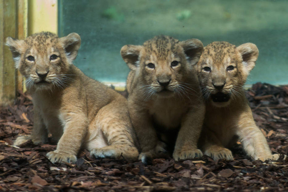 Einfach putzig. Die drei neuen Stars im Frankfurter Zoo.