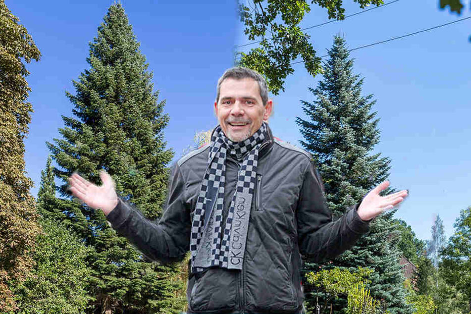 Weihnachtsmarkt-Chef Matthias Rose (55) zeigt die Finale-Bäume. Einer davon
wird der neue Zwickauer Weihnachtsbaum.