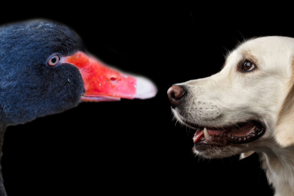Schwan gegen Hund: Das war in diesem Fall ein sehr ungleiches Duell. (Symbolbild)