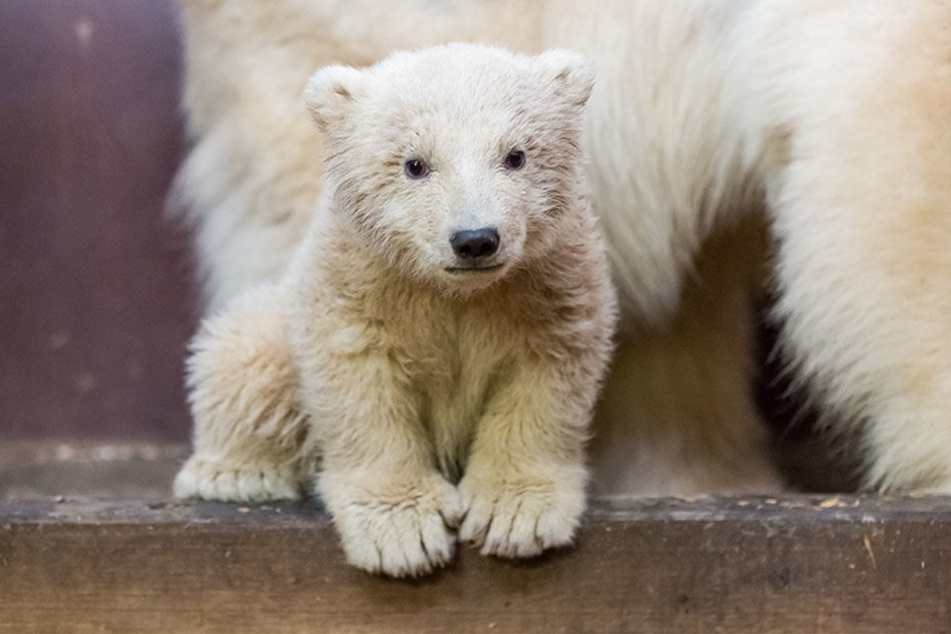 Fritz war der erste Nachwuchs im Tierpark seit 22 Jahren.