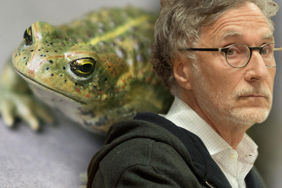 Kleine Kröten, große Wirkung: Kurt Krieger muss warten, bis die Kröten umgezogen sind. (Bildmontage)