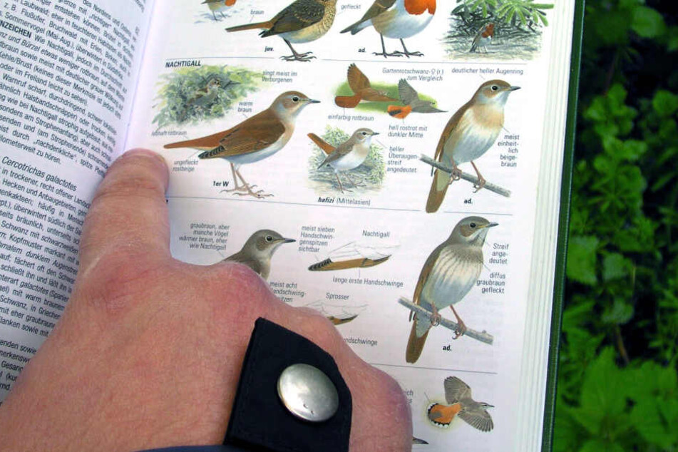 Vor allem Vogelarten könnten ihre Lebensräume verlieren.