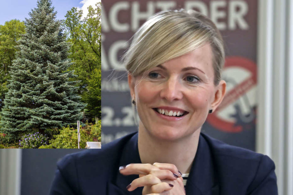 Das ist er: Dieser Weihnachtsbaum wird am Jahresende den Hauptmarkt schmücken. Monique Riemenschneider (39) von „Kultour-Z“ freut sich, dass die Entscheidung gefallen ist.