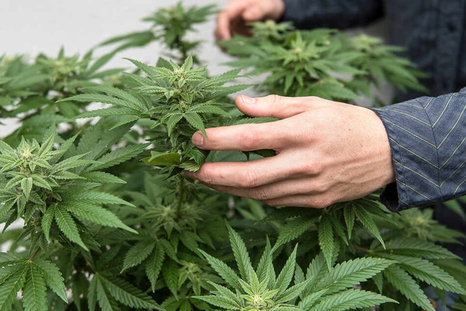 Bauer Marcus Schilka pflanz momentan noch das legale Hanf an, hofft aber auf Marihuana umsteigen zu können.