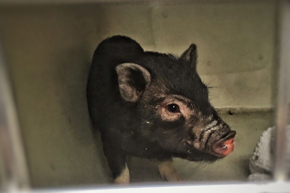 Weihnachtskekse und Katzenleckerlis lockten das ausgerissene Ferkel schließlich in die Hände der Beamten.