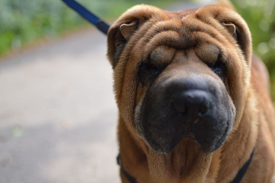 Merkmal der chinesischen Rasse "Shar-Pei" sind vor allem die großen Falten am Körper (Symbolbild).
