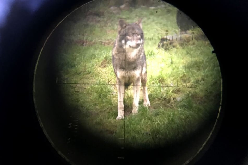 Wer doch auf einen Wolf trifft, sollte lieber Abstand halten.