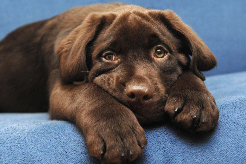Labrador Otto konnte nicht widerstehen und verputzte alle Schoko-Muffins. (Symbolbild)