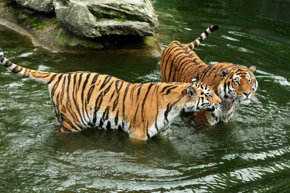 Den Tigern stehen in Köln fast 1000 Quadratmeter Außenfläche und ein großer Wassergraben zur Verfügung.