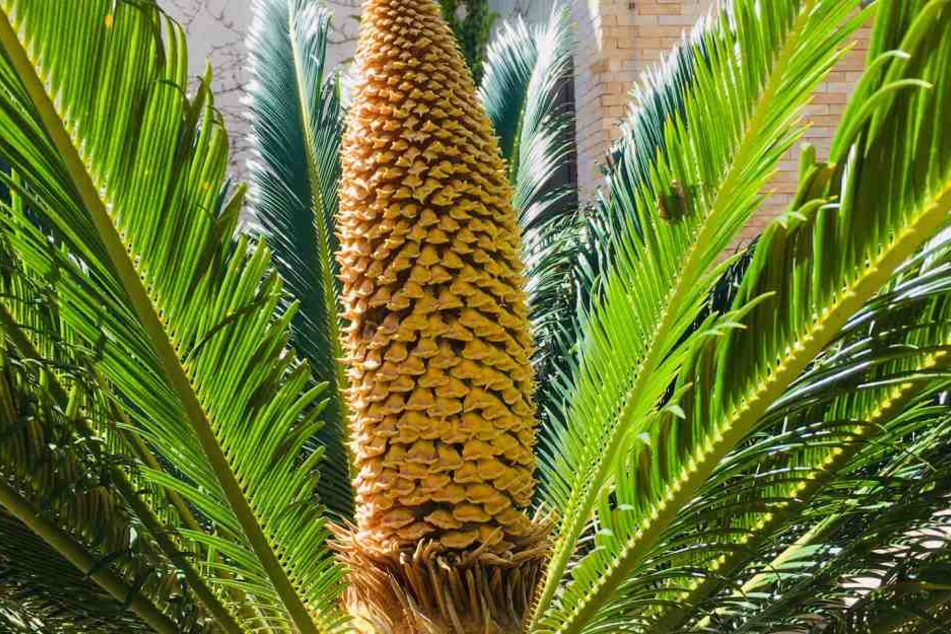 Eigentlich auf den Inseln südlich von Japan zu Hause, ist die Cycas nun auch in Erfurt zu sehen.