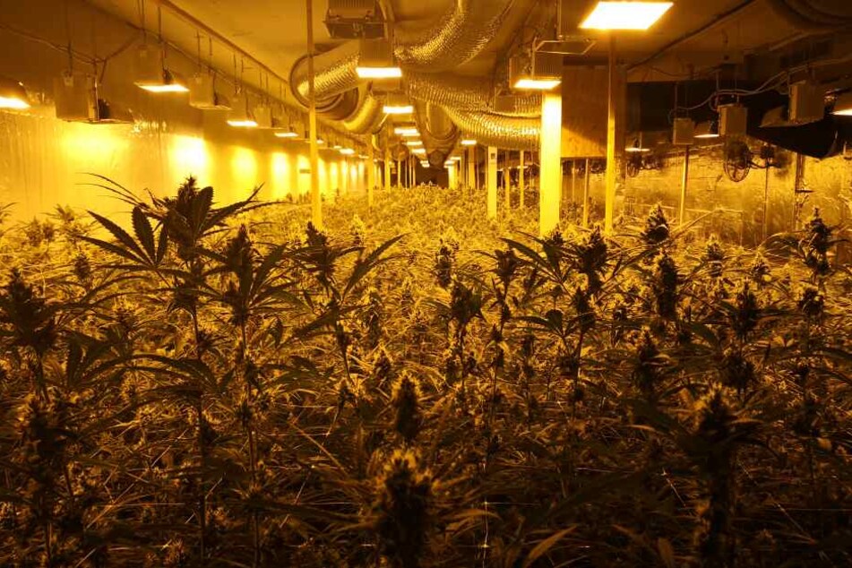 Die Dimensionen der Bunker-Plantage werden auf Beweisbildern der Polizei Bremen deutlich.