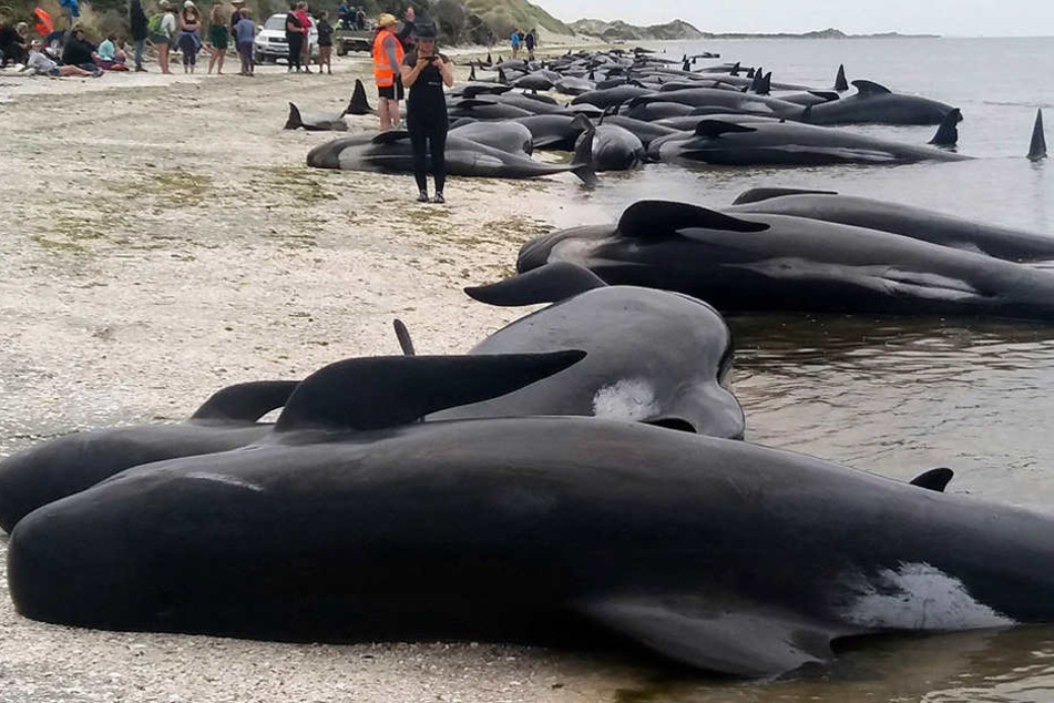 In Neuseeland sind am Donnerstag über 600 Wale gestrandet. Eine riesige Rettungsaktion wurde gestartet.