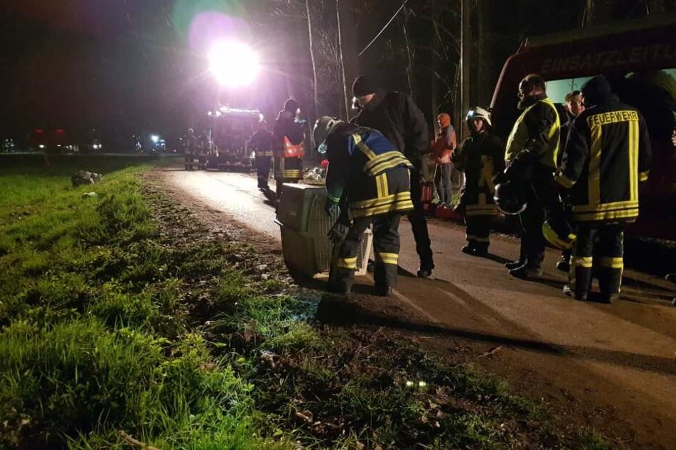 115 Kameraden der Feuerwehr sammelten am Freitagabend zehn tote und zehn schwer erkrankte Kolkraben ein.