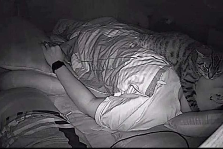 Katze Achi liebt ihren Besitzer dermaßen, dass sie sogar nachts direkt auf seinem Gesicht schläft.