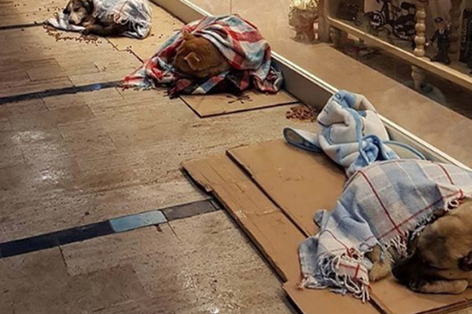 In die warmen Decken eingehüllt, kuscheln sich die Istanbuler Straßenhunde in einer Einkaufspassage zusammen.